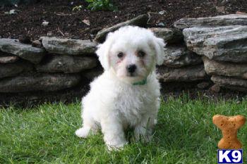 Bichon Frise Puppies for Sale